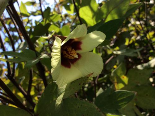 52011303_2160836867317318_7807996690085969920_n